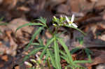 Cutleaf toothwort